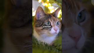 Katten och trädet😂 Skrattgaranti [upl. by Socrates]