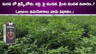 Dhanuka Lanevo Insecticide Lanevo Dhanuka New Insecticide  Lanevo Insecticide Telugu  Lanevo [upl. by Dwight177]