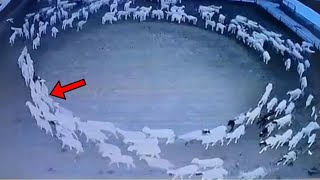 Farmer Finds Sheep Walking In A Circle Every Night Then He Makes A Terrifying Discovery [upl. by Htebiram]