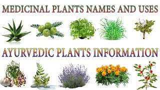 Medicinal Plants And Their Uses  20 Ayurvedic Plants Names  Medicinal Herbs You Can Grow [upl. by Nylcsoj]