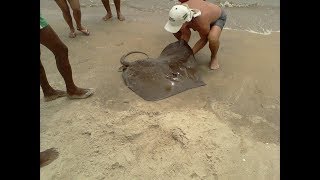 Arraia gigante pescada em Camburi  Giant stingray caught in Brazil [upl. by Morville]