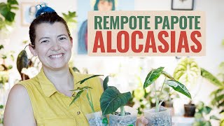 👩‍🌾 Rempote  Papote 🪴  Bébés Alocasias en Pon ❤️ [upl. by Gytle]