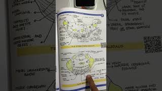 Neuroanatomy anatomy in 7 day By Johari MBBS mbbs anatomy [upl. by Onaled]