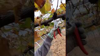 Outdoor plants care EP312 satisfying shorts [upl. by Eiramlatsyrc]