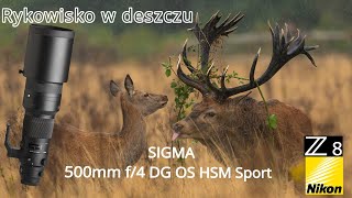 Rykowisko 2024 w deszczu  Nikon Z8  wildlife [upl. by Rehpotsihc]