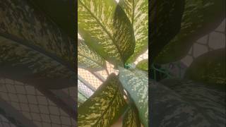 Dieffenbachia plant Care Tips 🪴my beautiful dumb cane plant 🌿balconygardening ytshorts viralshort [upl. by Sandstrom]