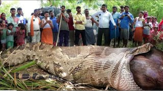 snake eating its prey  python eating its prey  snakes eating their prey alive  Techbye World [upl. by Gilemette]