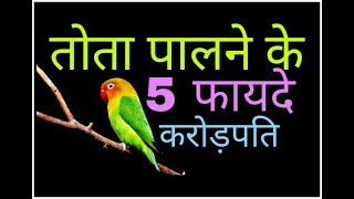 parrot benefits तोता घर में पालना आपकी किस्मत चमक सकती है [upl. by Nigle]