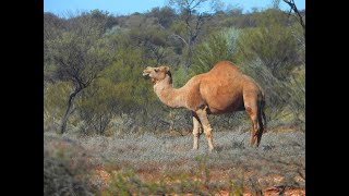 Wild camels on Great Central Road  Western Australia [upl. by Kcirdla]