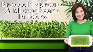 Growing Broccoli Sprouts and Microgreens  Hydroponic amp No Soil Needed 室内西兰花芽苗 [upl. by Sulokcin]