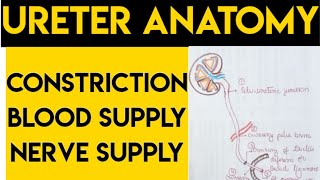 Ureter constriction  blood supply and nerve supply [upl. by Astto]