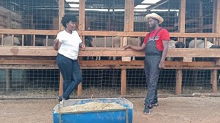 A Teacher Making Fortunes🤑 Through Dopa Sheep Farming in Kenya [upl. by Lassiter]