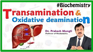 Transamination and oxidative deamination Animation  Biochemistry by Dr Prakash Mungli [upl. by Ereveniug]