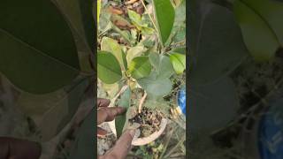 Silver chiku plant shortvideo garden fruiting [upl. by Ferretti]