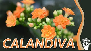 CALANDIVA Information and Grow Tips Kalanchoe blossfeldiana [upl. by Dohsar44]