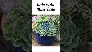 Succulent plants varieties Succulent Identification  Succulent Names succulentidentification [upl. by Annetta]