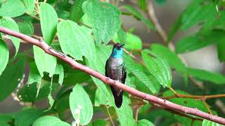 Talamanca Hummingbird Eugenes spectabilis [upl. by Tolliver]