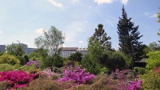 Alpengarten im Belvederegarten [upl. by Ahrens]