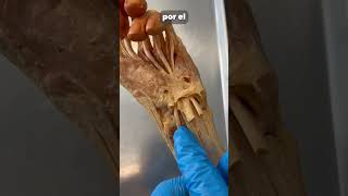 Jalando del tendon de un pulgar real anatomia cuerpo curiosidades magia cuerpohumano ciencia [upl. by Basilio369]