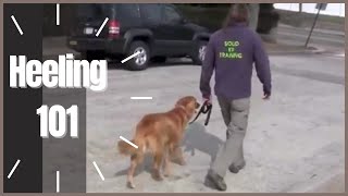 Heeling 101 How To Dog Training  Solid K9 Training [upl. by Meingoldas543]