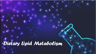 Dietary Lipid Metabolism  Chapter 15 Lippincott [upl. by Attegroeg]