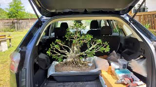 Tigerbark Ficus pruning of roots and foliage at Driveway Bonsai at Terrys Bonsai by the Samurai [upl. by Beitnes657]