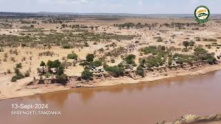 Live Wildebeest Crossing at Mara River at Kogatende in the Serengeti National Park [upl. by Aubreir]