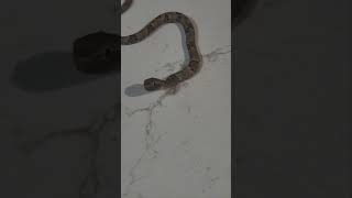 Fer de Lance venomoussnakes snakes snake reptiles fyp foryoupage tiktok shorts animals [upl. by Elyl]