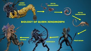 The Insane Biology Of A Queen Xenomorph [upl. by Talley]