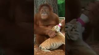 Orangatang becomes parent to these adorable Tiger cubs orangatang tiger wildlife [upl. by Sanjay657]