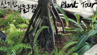 PlantTour한국에는 없는 식물들🇺🇸미국 식물원에 다 모아놨네 United States Botanic Garden [upl. by Devehcoy]