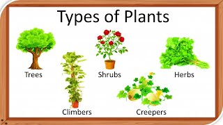 Types of plants  Types of plants for kids  herbs  Climbers  Different types of of tree  Shrubs [upl. by Otto]