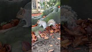 Peapod the cemetery squirrel 🐿️🪦🖤graveyard church uk hertfordshire squirrel friendly [upl. by Binni448]