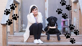 EVERYTHING YOU NEED TO KNOW ABOUT GUIDE DOGS [upl. by Pretrice886]