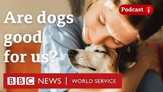 Can dogs be good for our health and wellbeing  CrowdScience podcast BBC World Service [upl. by Gnilrad364]