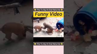 failarmy animals 😂failarmy 2024 animals 😂 shorts shortvideo dog animals youtube [upl. by Aibos]