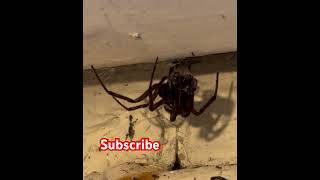 False Widow Spider Devours Prey  CloseUp Feeding Footage nature spider spidersoftheworld [upl. by Alrak110]