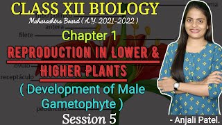 Class XII  Development of male gametophyte  Reproduction in lower and higher plants  Anjali Patel [upl. by Naltiac]