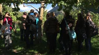 Von der Traube zum Wein mit Südtiroler Bäuerinnen Aus unserer Hand [upl. by Shay]