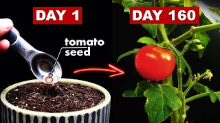 Growing TOMATOES 🍅 From Seed  160 Days Time Lapse [upl. by Eenhpad]