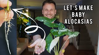 THE BEST WAY TO PROPAGATE ALOCASIAS  growing Alocasias from corms [upl. by Kier712]