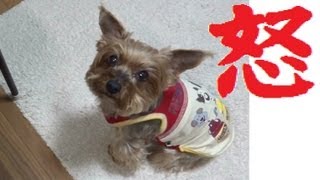 ヨーキーぷるぷる怒り震える Yorkie Shake w Rage 怒る犬 激おこプンプン丸 ヨークシャテリア かんしゃく Angry Yorkshire Terrier Tantrum [upl. by Maryly]