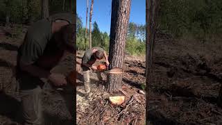 The daily life of a loggerchainsaws hardware tools viralvideo foryou [upl. by Elleynad]