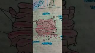 Golgi diagram [upl. by Pampuch347]