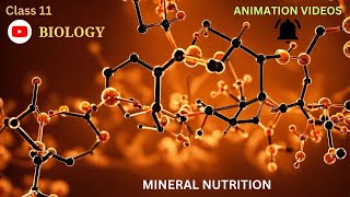 CBSE Class 11  Biology  Mineral Nutrition  Animation  in English [upl. by Tabshey]