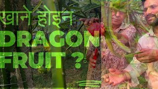 Dragon Fruit Nepalagriculture farming  ड्रागन फ्रुट [upl. by Zebaj]