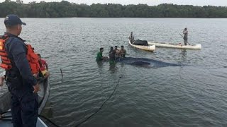 Armada rescata a ballena encallada cerca a Cartagena [upl. by Nirac178]