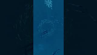 Play ABZÛ [upl. by Yenmor16]