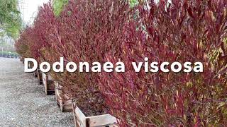 Dodonaea viscosa purpurea [upl. by Lippold]