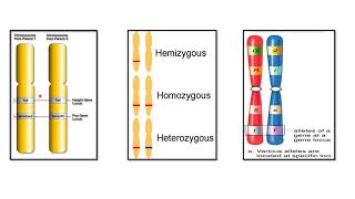 ALLELES  CODOMINANT ALLELES  EXAMPLES [upl. by Namwen]